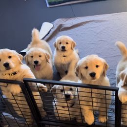 Golden Retriever Puppies from Golden Hour Golden Retrievers