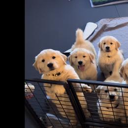 Golden Retriever Puppies from Golden Hour Golden Retrievers
