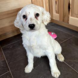 Locket - White and lemon female Dalmatian puppy in Sedalia, Missouri from Missouri Dalmatians