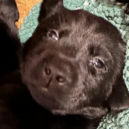 Girl 2 - Labrador Retriever puppy in Menomonee Falls, Wisconsin from Steppinstone Dog Training and Labradors/BC’s