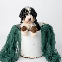 Colby - Tri-color male Bernedoodle puppy in Lititz, Pennsylvania from Sleepy Hollow Acres