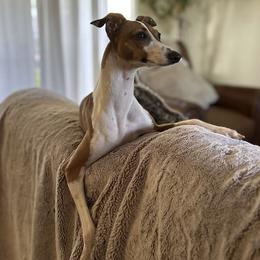 Italian Greyhound All Grown Up from Shanda's Italian Greyhounds