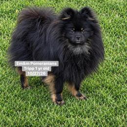 Tripp neutered - Black and tan male Pomeranian puppy in Kentucky from Em&M Pomeranians