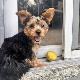 Yorkshire Terrier Puppies from Luna's Treasures