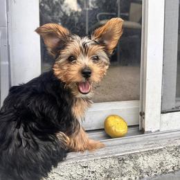 Yorkshire Terrier Puppies from Luna's Treasures