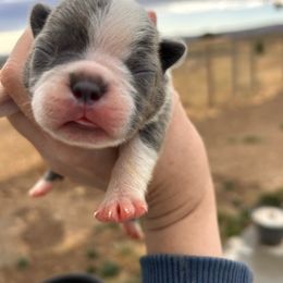 Bootsie's blue girl 1 - Blue female Boston Terrier puppy in Yakima, Washington from Barnett’s AKC Boston Terriers