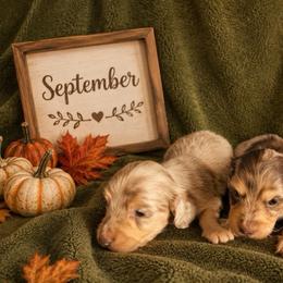 Finn - Fawn (isabella) and cream male Dachshund puppy in Bakersfield, California from Pretty Dachshunds 661