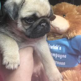 Pug Puppies from Pickwick Pugs