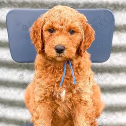 Goldendoodles from Linny J Doodles