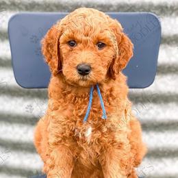 Goldendoodles from Linny J Doodles