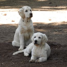 Golden Retrievers from Goldens of the High Sierra