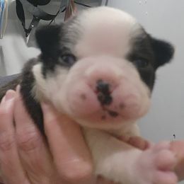 Companion Cross and French Bulldog Puppies from Legends Frenchton's, French Bulldogs & French Bullhuahua's