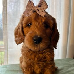 Zuzu - Red  female Goldendoodle puppy in Goshen, Ohio from Land of Goshen Doodles