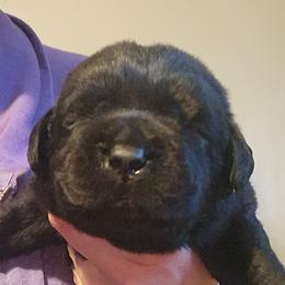 Brownie - Black female Labrador Retriever puppy in Braselton, Georgia from Bel Amour
