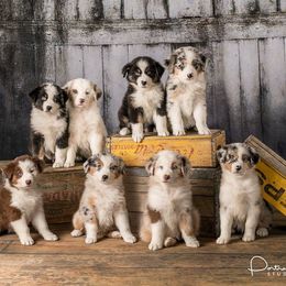 Australian Shepherd Puppies from Pilcher Farms