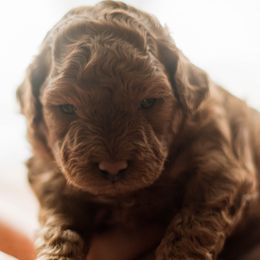 Goldendoodles from Leonards Doodles