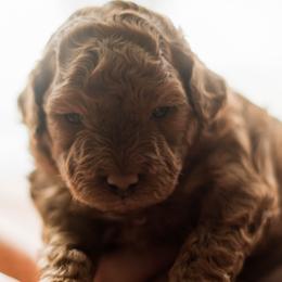 Goldendoodles from Leonards Doodles