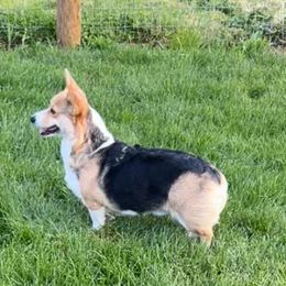 Olive - Cardigan Welsh Corgi