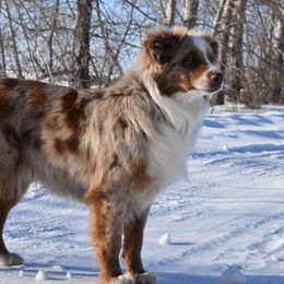 Autumn - Australian Shepherd