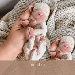Goldendoodle Puppies from The Puppy Lodge