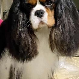 Cavalier King Charles Spaniels from TruElegance Cavaliers