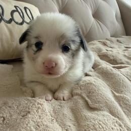 Pickle - Blue merle and white male American Corgi puppy in Decatur, Texas from Bar S Corgis