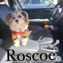 Roscoe - Yorkipoo