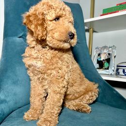 Black Collar - Apricot female Goldendoodle puppy in Cocoa, Florida from Leopard n Lace Doodles
