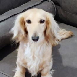 Dachshund puppies from Wyrmhund Dachshunds