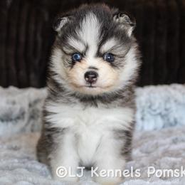 Sourdough - Black and white male Pomsky puppy in Centerville, Iowa from LJ Kennels Pomskies, LLC