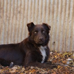 Kayce - Australian Shepherd
