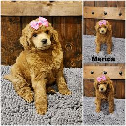 Merida - Red  female Poodle puppy in Elma, Washington from Joyful Paw Poodles