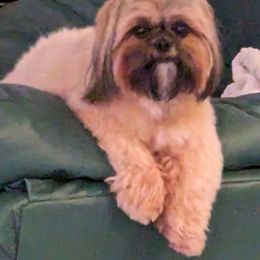 Shih Tzu All Grown Up from Shih Tzu Jewels of Cocoa