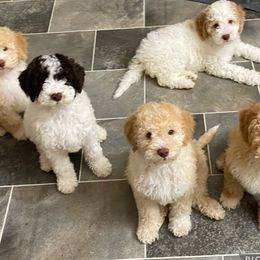 Lagotto Romagnolo puppies from Riverside Lagottos