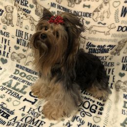 Harley - Yorkshire Terrier