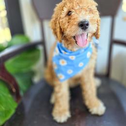 Mia - Red female Bernedoodle puppy in Wagener, South Carolina from Noble Friend Breeders LLC