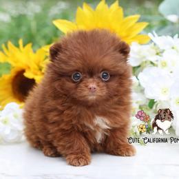 Kol- AKC Chocolate - Chocolate male Pomeranian puppy in Santa Rosa, California from Cute California Poms