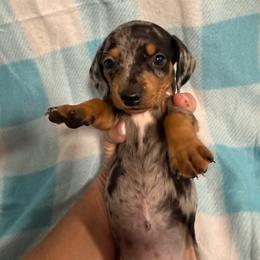 Popeye - Dapple male Dachshund puppy in Whitesboro, Texas from Joanie's Tickled Pink Puppies