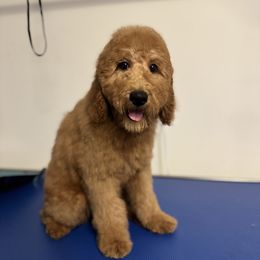 Mercury - Red  female Goldendoodle puppy in Houston, Texas from Golden Life Doodles