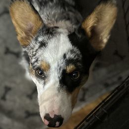 Sonny - American Corgi