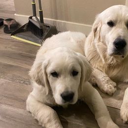 Golden Retrievers from Misty River English Goldens