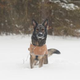 German Shepherd puppies from Zwinger Vom Rabenauge