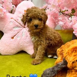 Barto - Apricot male Poodle puppy in Miami, Florida from Sakura Poodles