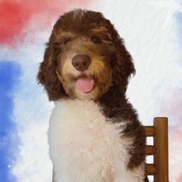 Loki - Brown and white male Aussiedoodle puppy in Springfield, Missouri from Aspen River Doodles
