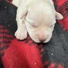 Male - White male Miniature Schnauzer puppy in Boaz, Alabama from Sweet Home Schnauzers