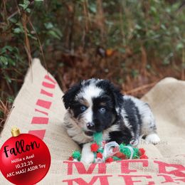 Fallon- Blue Merle Female - Blue merle female Toy Australian Shepherd puppy in Nacogdoches, Texas from TK Standard, Mini, & Toy Aussies