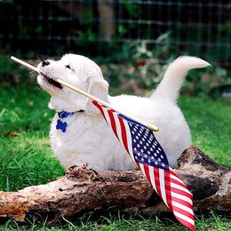 Indigo, blue collar - Golden Retriever puppy from Golden Heart Creams