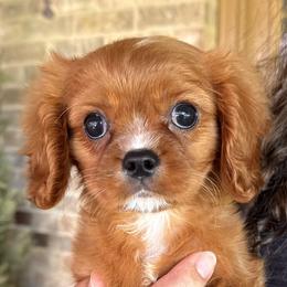 Gnocchi - Ruby male Cavalier King Charles Spaniel puppy in Boardman, Ohio from Taliaferro Kennel