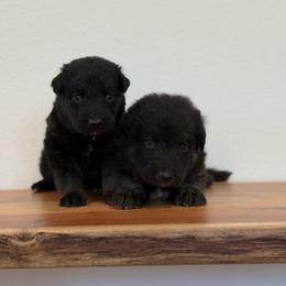 Shiloh Shepherd Puppies from North By Northwest Shilohs “NBN”