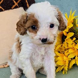 Autumn - Blenheim female Cavapoo puppy in Blackfoot, Idaho from Rocky Desert Goldens and Cavaliers